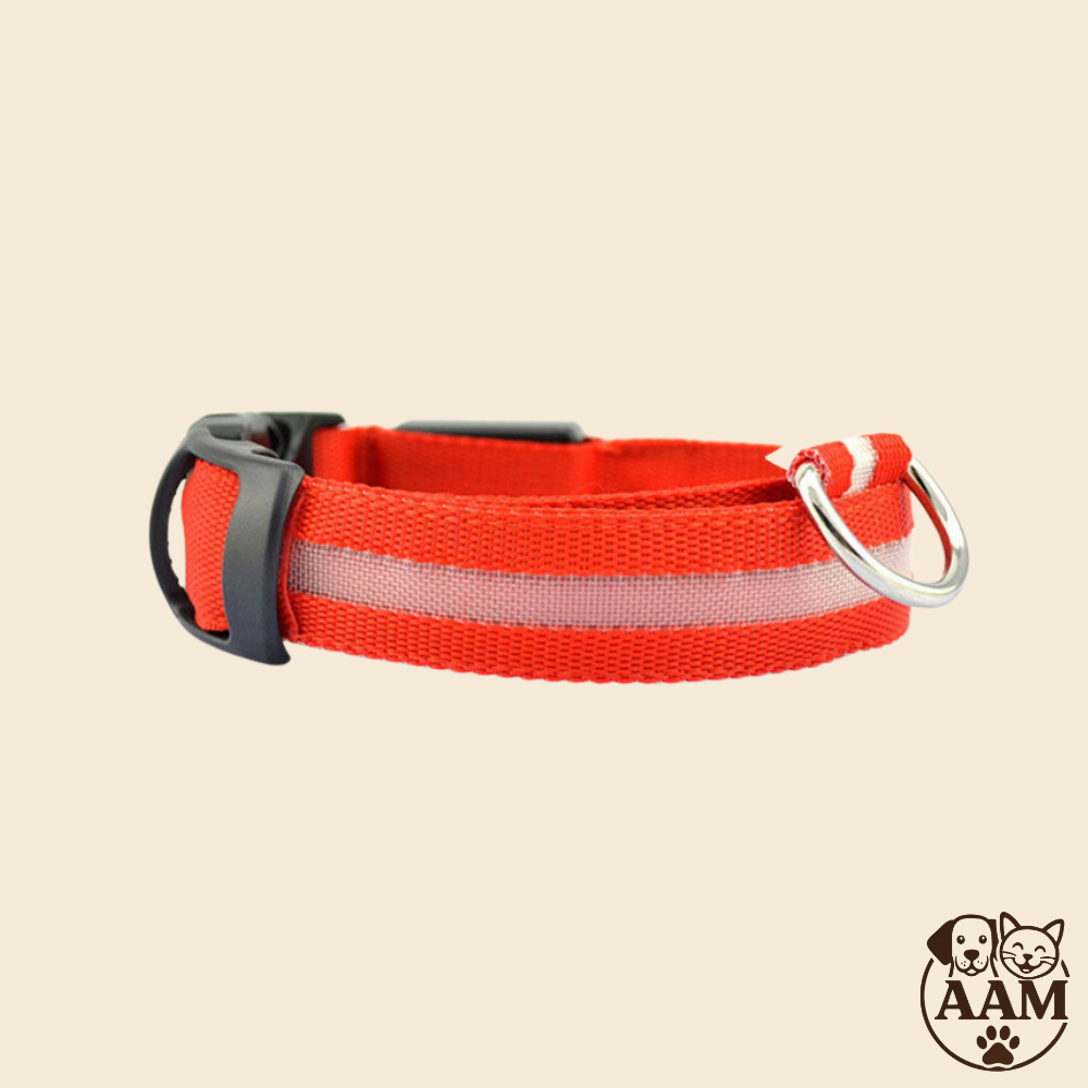 Collier LED de Sécurité pour Chien