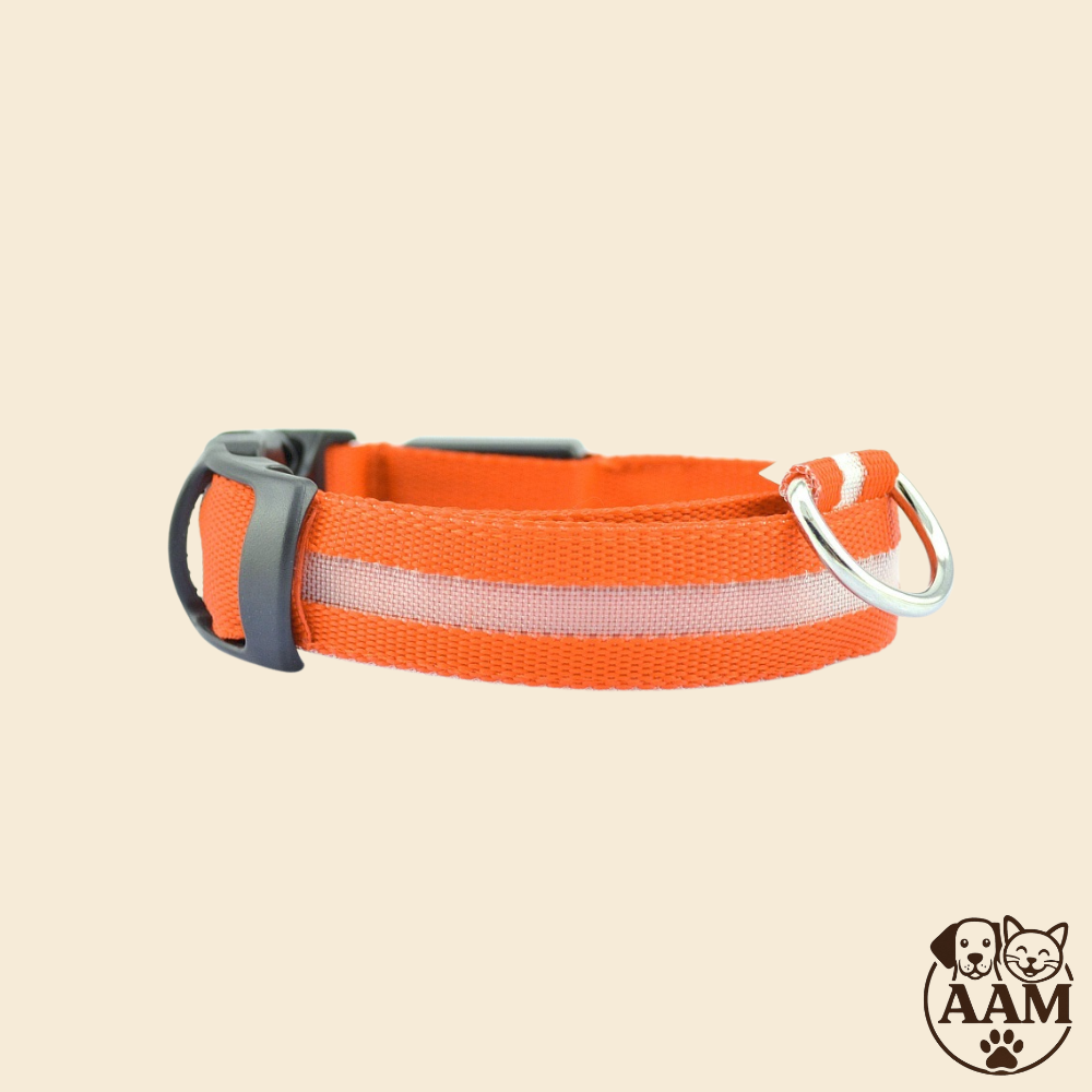 Collier LED de Sécurité pour Chien
