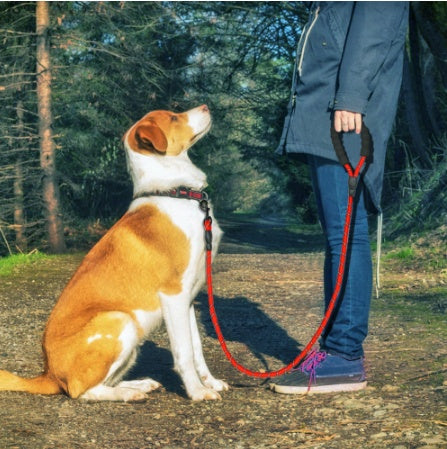 Laisse Réfléchissante en Nylon pour Chien